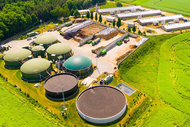 High-Quality Molasses